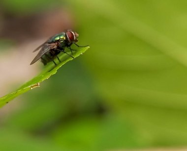 A selective focus of a lucilia sericata with natural green leaf Bokeh background