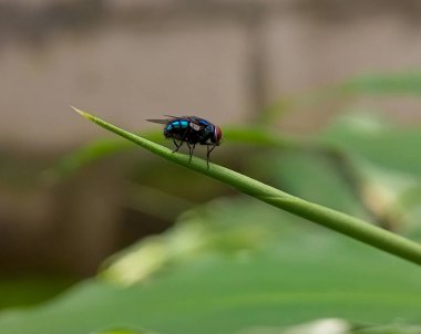 Doğal yeşil yaprak Bokeh arka planına sahip Lucilia Sericata 'yı kapat