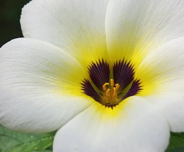 Nahaufnahme Blume Turnera Subulata Tropische Blume Gelbe Und Weiße Blüten — Stockfoto