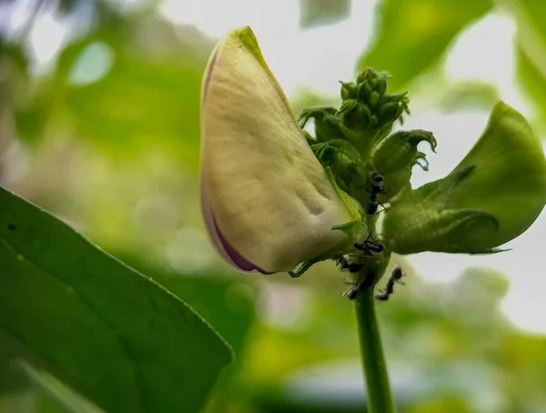 Закрыть Цветок Винья Unguiculata Цветок Длинный Арахис — стоковое фото
