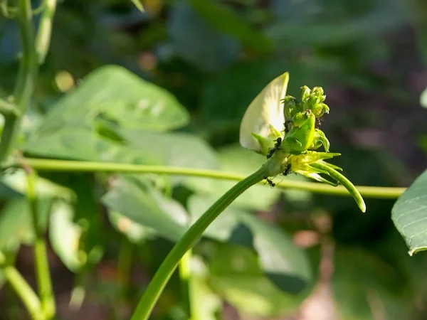 Çiçek vigna unguiculata veya çiçek uzun yer fıstığı bitkisi kapatın