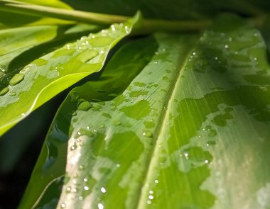 Yağmura maruz kalmış taze yeşil yaprakları kapat
