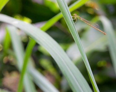 Seriagrion coromandelianum 'u kapatın, çalıların üzerine konmuş küçük yeşil bir yusufçuk.
