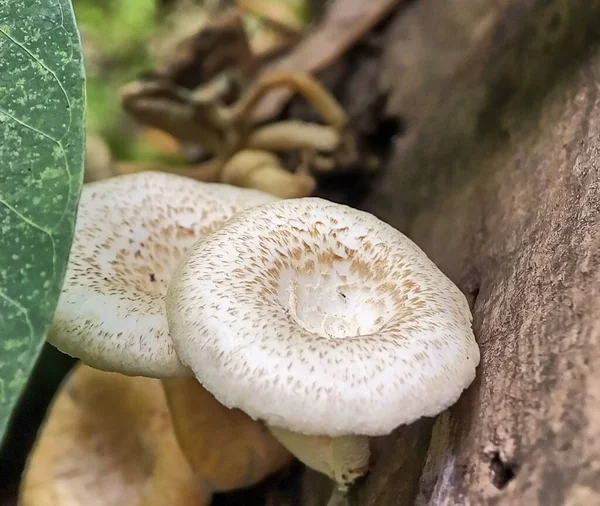 Beyaz mantarı kapat Lentinus tigrinus 