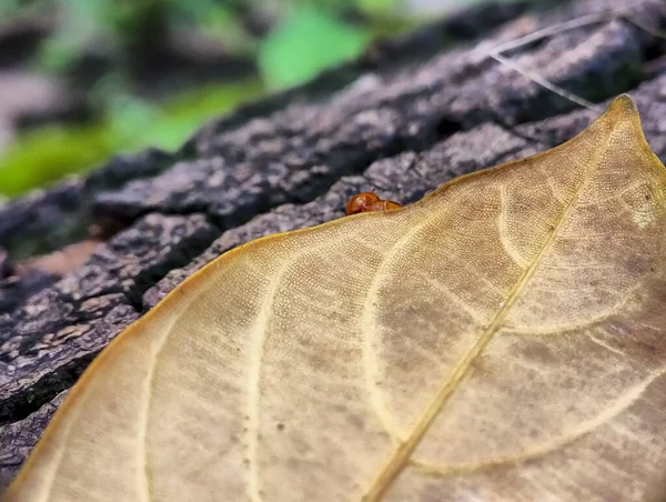 close up Harmonia axyridis, Harlequin beetles are breeding on leaves