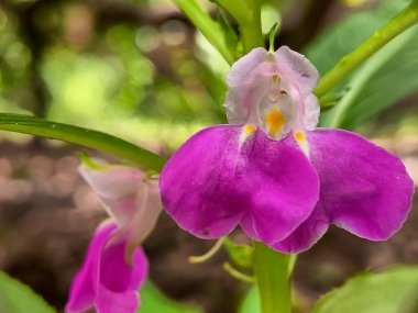 Yakınlaşın sabırsız balsamina. Pembe çiçekli bulanık bir arkaplan.