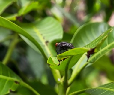 Muscomorpha 'nın yeşil bir yaprağa konmuş fotoğraflarını kapat.