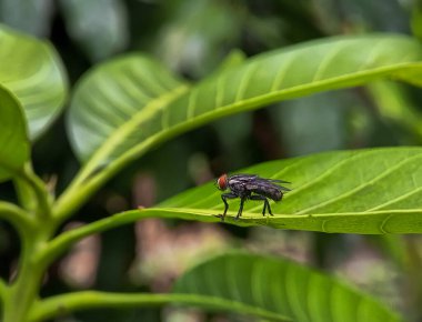 Muscomorpha 'nın yeşil bir yaprağa konmuş fotoğraflarını kapat.