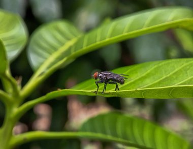 Muscomorpha 'nın yeşil bir yaprağa konmuş fotoğraflarını kapat.