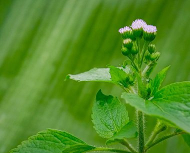 Ageratum conyzoides 'in yakın plan fotoğrafları, yapraklı beyaz çiçek ve yeşil arkaplan