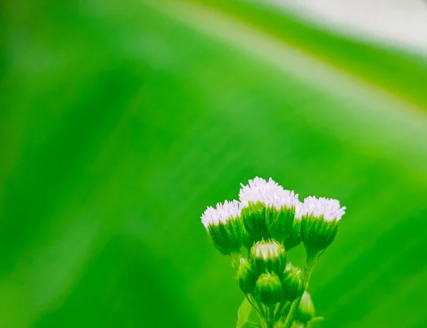 Крупный План Фотографии Ageratum Conyzoides Белый Цветок Листьями Зеленым Фоном — стоковое фото