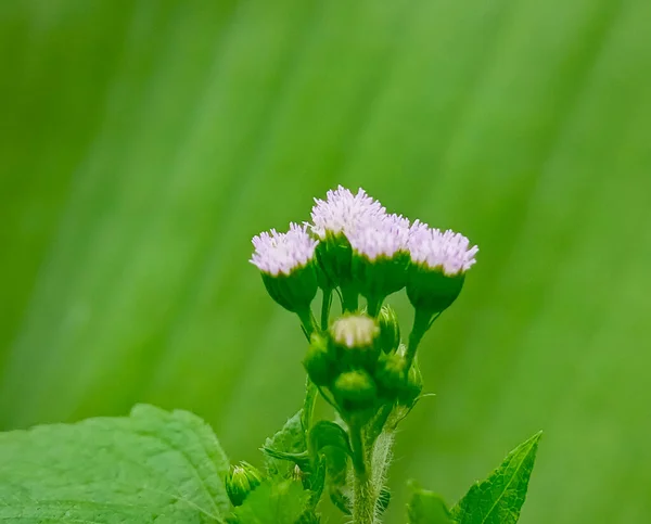 Zbliżenie Zdjęcia Ageratum Conyzoides Biały Kwiat Liśćmi Zielonym Tle — Zdjęcie stockowe