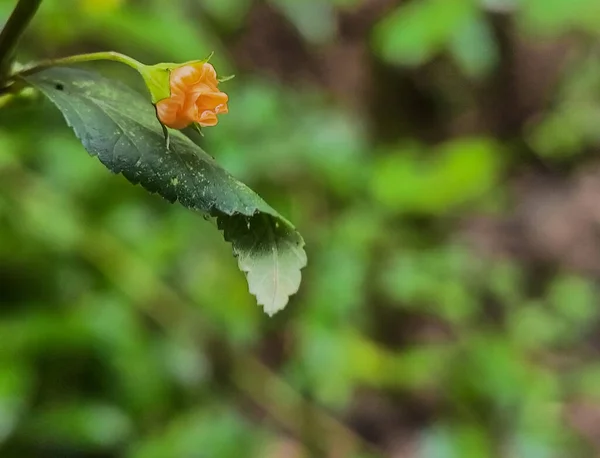 Nahaufnahme Fotos Einer Sida Rhombifolia Sidaguri Gelbe Blumen Schönheit Der — Stockfoto