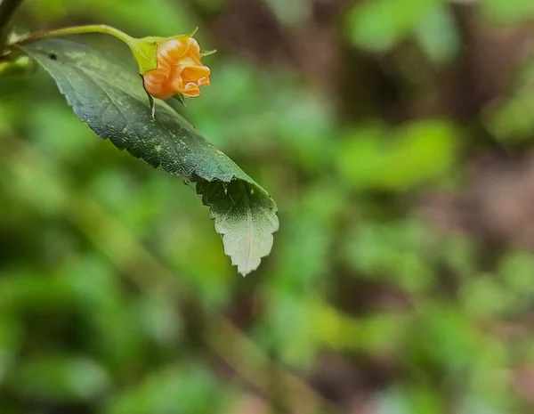 Sida Rhombifolia Sidaguri Sarı Çiçekleri Güzellik Bitkilerinin Yakın Çekimleri — Stok fotoğraf
