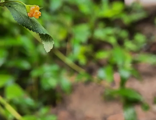 stock image Close up photos of a Sida rhombifolia,sidaguri yellow flowers beauty nature plants