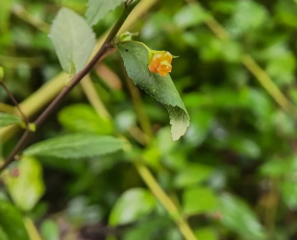 Κοντινές Φωτογραφίες Από Ένα Sida Rhombifolia Sidaguri Κίτρινα Λουλούδια Φυτά — Φωτογραφία Αρχείου
