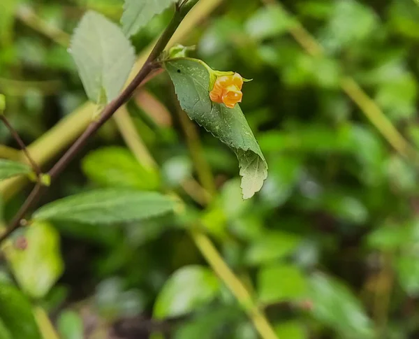 Közelkép Fotók Egy Sida Rhombifolia Sidaguri Sárga Virágok Szépség Természet — Stock Fotó