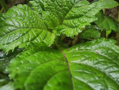 Stachytarpheta jamaicensis, yeşil yaprakları kapat doğa arka planı 