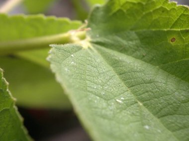 Yakın plan detaylı yeşil yaprak. Doğal yeşil yaprak. Özgeçmiş için uygun