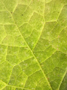 close-up structured detailed green leaf. Textured green leaf. Suitable for background