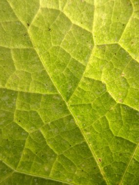 close-up structured detailed green leaf. Textured green leaf. Suitable for background
