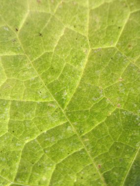 close-up structured detailed green leaf. Textured green leaf. Suitable for background
