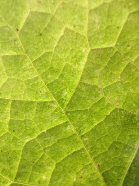 close-up structured detailed green leaf. Textured green leaf. Suitable for background