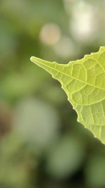 Tropikal yeşil yaprağın dokusu 