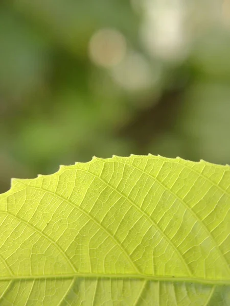Texturizado Folha Verde Tropical — Fotografia de Stock