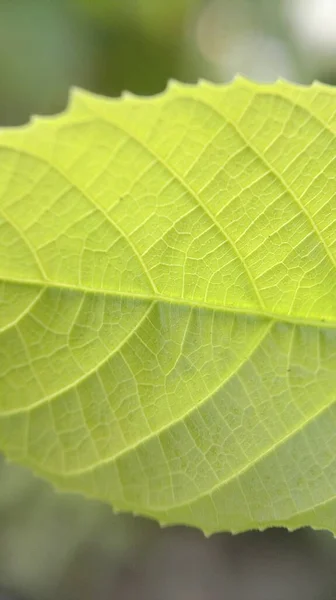 Texturizado Hoja Verde Tropical —  Fotos de Stock