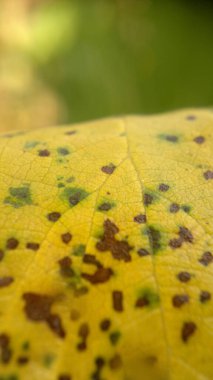 Sarı Yapraklı Yakın Çekimin Makro Fotoğrafı