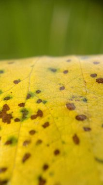 Sarı Yapraklı Yakın Çekimin Makro Fotoğrafı