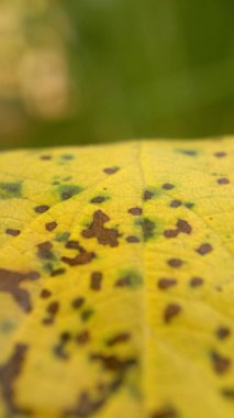 Sarı Yapraklı Yakın Çekimin Makro Fotoğrafı