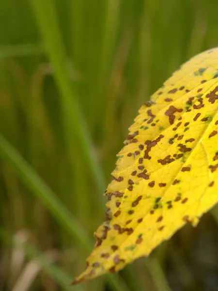 Sarı Yapraklı Yakın Çekimin Makro Fotoğrafı — Stok fotoğraf