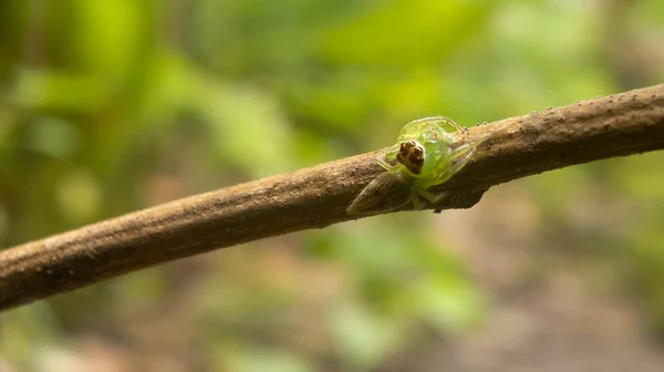 Nahaufnahme Einer Grünen Spinne Auf Einem Zweig Vor Einem Natürlichen — Stockfoto