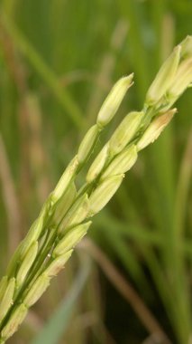Yeşil arka planı olan bir çiftlikte yakın plan pirinç tohumları.