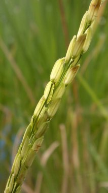 Yeşil arka planı olan bir çiftlikte yakın plan pirinç tohumları.