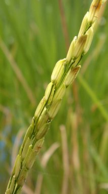 Yeşil arka planı olan bir çiftlikte yakın plan pirinç tohumları.
