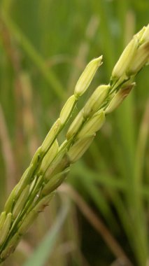 Yeşil arka planı olan bir çiftlikte yakın plan pirinç tohumları.