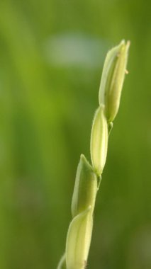 Yeşil arka planı olan bir çiftlikte yakın plan pirinç tohumları.