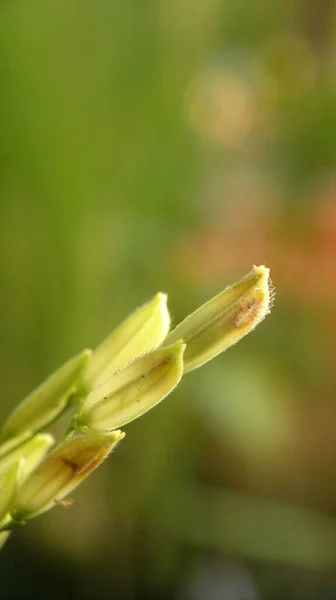 緑の背景を持つ農場での若い米の種子のクローズアップ — ストック写真