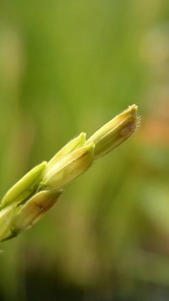 Yeşil Arka Planı Olan Bir Çiftlikte Yakın Plan Pirinç Tohumları — Stok fotoğraf