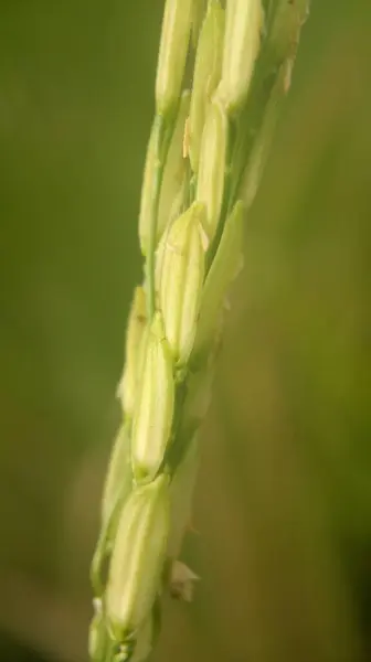 緑の背景を持つ農場での若い米の種子のクローズアップ — ストック写真
