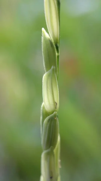 Κοντινό Πλάνο Νεαρών Σπόρων Ρυζιού Αγρόκτημα Πράσινο Φόντο — Φωτογραφία Αρχείου