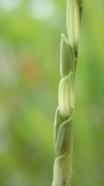 Detailní Záběr Mladých Semen Rýže Farmě Zeleným Pozadím — Stock fotografie