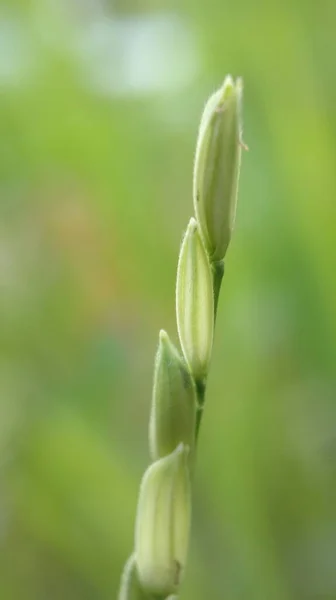 Κοντινό Πλάνο Νεαρών Σπόρων Ρυζιού Αγρόκτημα Πράσινο Φόντο — Φωτογραφία Αρχείου