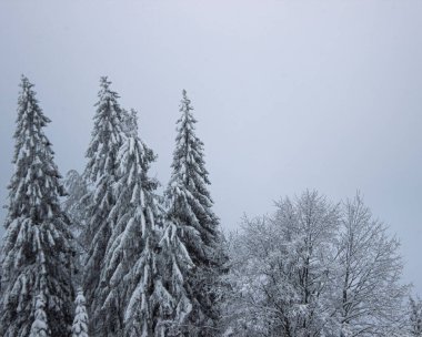 Kışın orman manzarası!