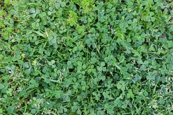 Texture Nature Grass — Stock Photo, Image