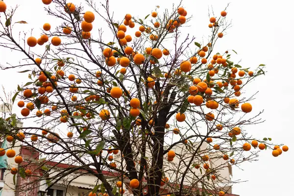 Ein Mandarinenbaum Der Stadt — Stockfoto