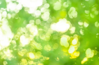 Doğal yeşil arka plan bulanık. Soyut bokeh ve bulanık yeşil doğa arka plan